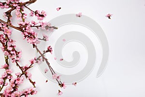 Peach blossom on pastel white background. Fruit flowers