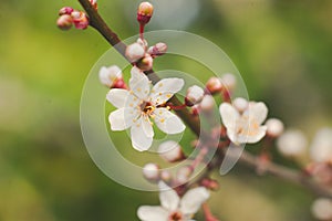 Peach blossom prum tree early sprint days