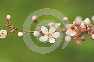 Peach blossom prum tree early sprint days