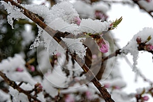 Peach blossom after snowfall