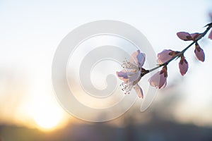 Peach blossom in spring