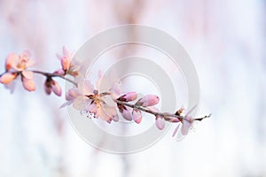 Peach blossom in spring