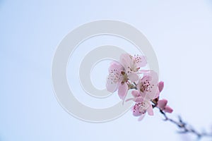 Peach blossom in spring