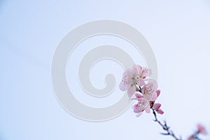 Peach blossom in spring