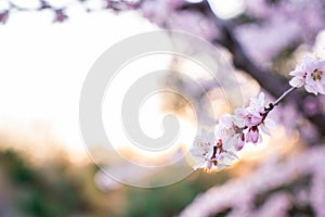 Peach blossom in spring