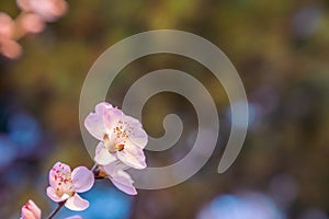 Peach blossom in spring