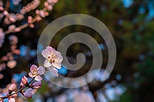 Peach blossom in spring