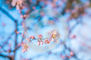 Peach blossom in spring