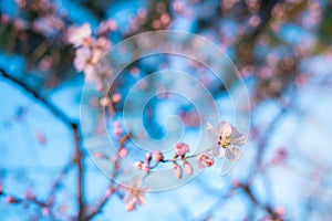 Peach blossom in spring