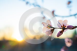 Peach blossom in spring