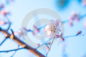 Peach blossom in spring