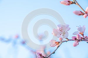 Peach blossom in spring