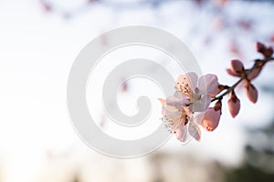 Peach blossom in spring