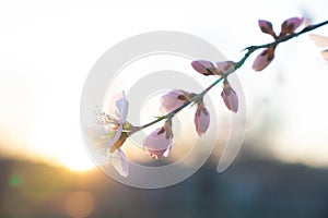 Peach blossom in spring