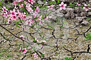 Peach blossom in the spring field