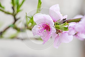 Peach blossom in spring. Peach flower blooming in the garden, closeup