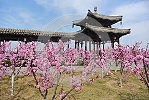 Peach blossom  spring  Pavilion corridor building