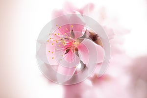 A peach blossom in spring, showing its fragility and beauty