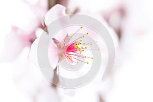 Peach blossom in spring, showing its fragility and beauty