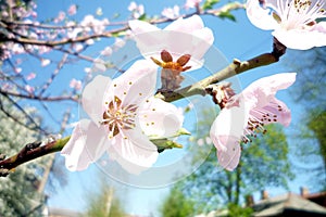 Peach blossom in spring on a sunny day