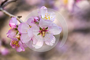 Peach blossom, spring tree with pink flowers