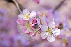 Peach blossom, spring tree with pink flowers
