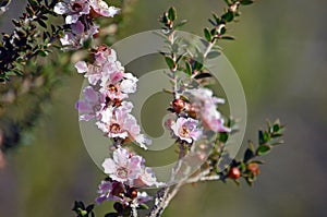 Peach blossom Tea Tree flowers Leptospermum squarrosum