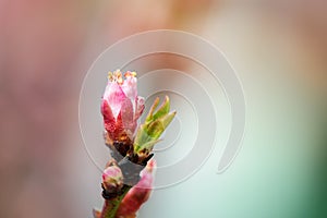 Peach blossom tree, close up