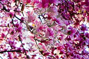 Peach Blossom in Delaware