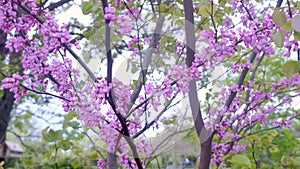 Peach blossom tree with flowers growing on branches, blooming and blossoming.