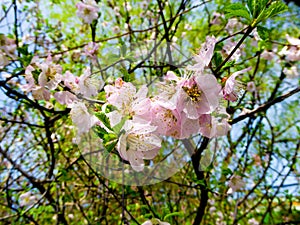 Peach blossom viewing