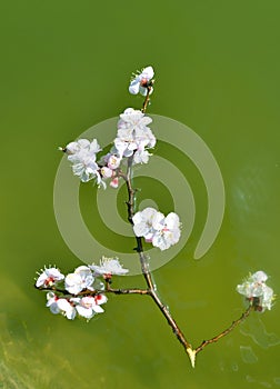 Peach blossom in water