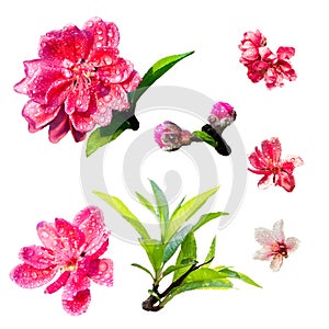 Peach blossom with white background