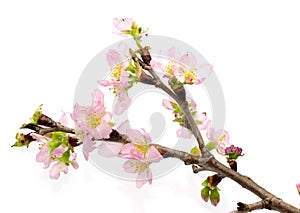 Peach blossom in a white background