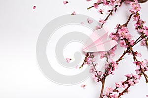 Peach blossom on white background and paper plane