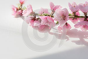 A peach blossom on a white table background in bright sunlight