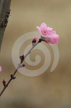 The peach blossoming in spring