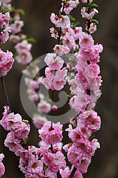 The peach blossoming in spring