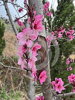 The peach are blossoming in spring