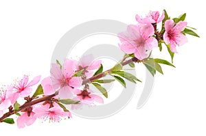 Peach Blossoms
