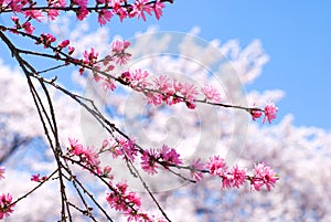 Peach blossoms