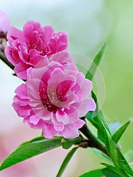 Peach blossoms