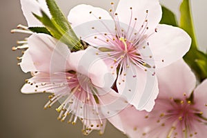 Peach blossoms