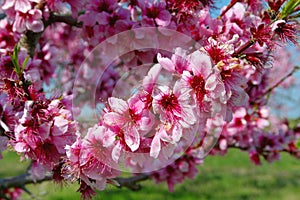 Peach blossoms