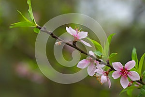 Peach blossoms