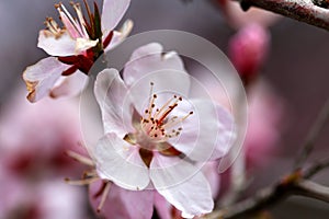 Peach blossoms