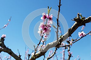 Peach blossoms against a blue sky