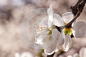 Peach blossoms