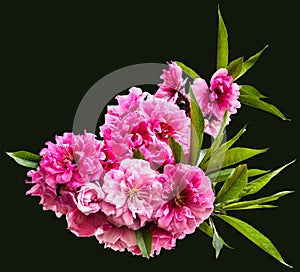 Peach blossoms on the black background