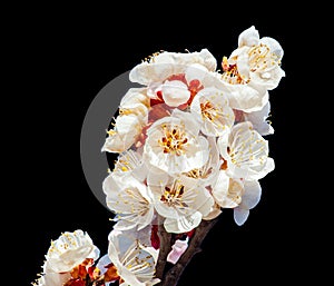 Peach blossoms on the black background
